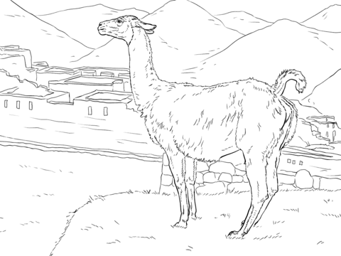 Realistic Vicunas Coloring Page